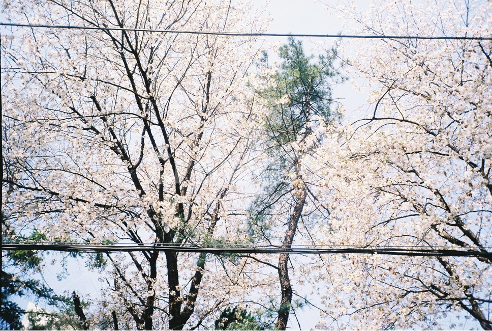 tree,나무,plant,식물,벚꽃소나무,조화,자연,칠름,필름카메라,봄,늦봄,flower,꽃,flower
