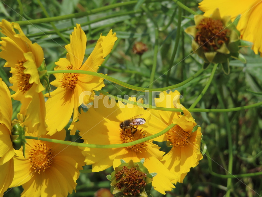 노란색,노란꽃,꿀벌,아름다움,식물,벌레,날벌레,공원,yellow,yellowflowers,honeybees,beauty,plants,bugs,flyingworms,parks