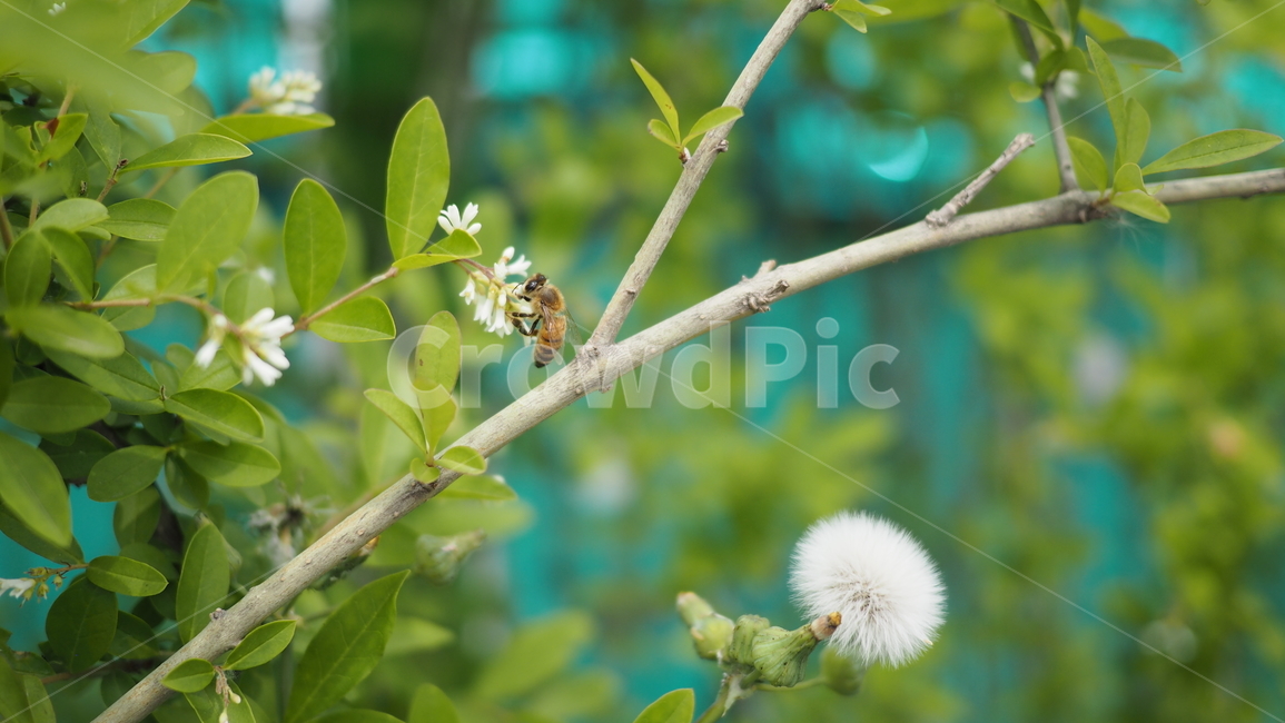 야생화,홀씨,꽃,아웃포커스,flower
