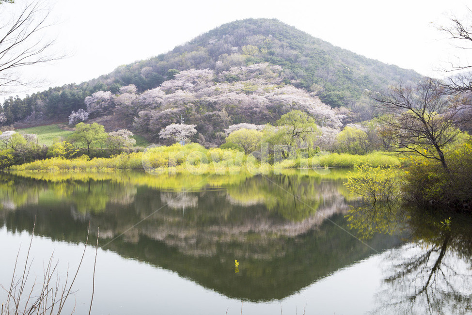 용비지,서산영비지,용비지반영,용비지벚꽃반영,벚꽃반영,저수지반영,봄소식,봄,계절,spring,season,자연,풍경,nature,landscape,한국자연풍경,한국자연경관,korea nature landscape,water,물,outdoors,옥외