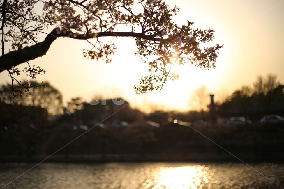 봄,벚꽃,저녁노을,해질녁,강가,봄,계절,spring,season,식물,자연,plants,nature,꽃,flower,휴식,힐링,rest,relaxation,healing,light,빛,flare,플레어,sunlight,햇빛