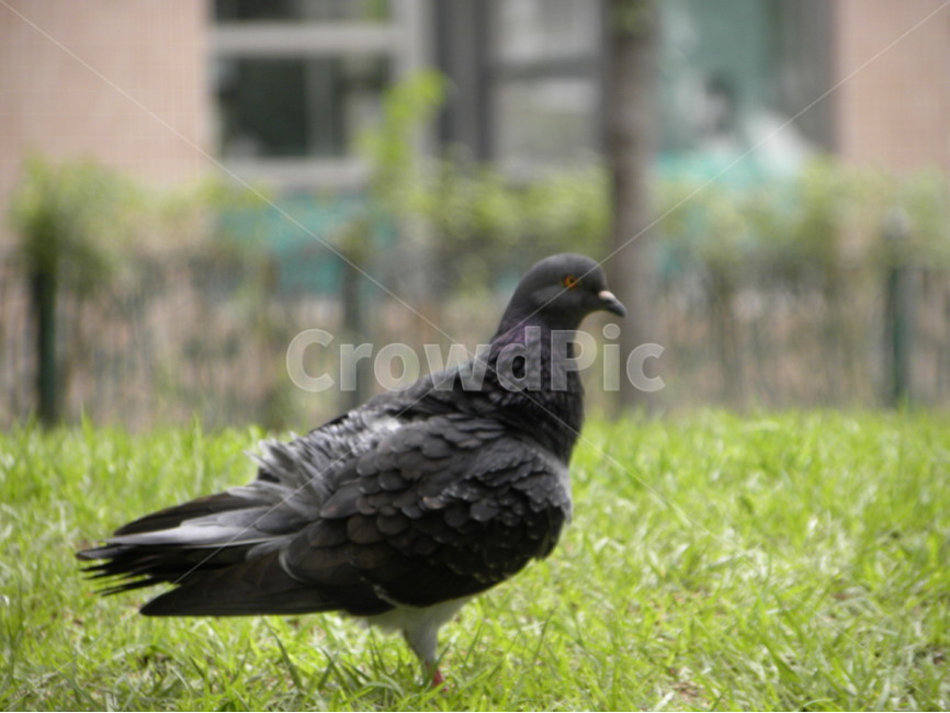 비둘기,공원,잔디,평화,평온,dove,park,lawngrass,peace,peaceful,calm,배경,background,동물,animal,조류,새,birds