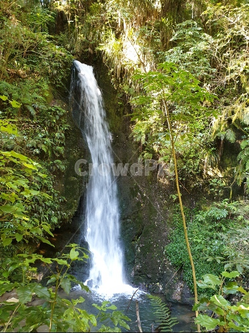 자연,폭포,뉴질랜드,nature,waterfall,newzealand,풀,물,숲,grass,water,forest