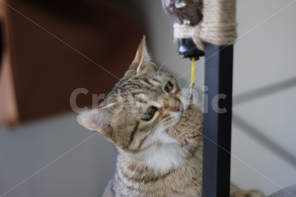 고양이,반려동물,유기묘,길냥이,애완동물,cat,pet,kitten,아기고양이,코숏,코리안숏헤어,동물,animal,캣맘,캣대디,사료,장난감,디스펜서,동물,animal,고양이,cat,kitten,kitty,포유류,mammal