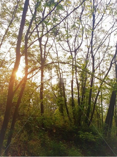 숲,산,forest,mountain,나무,투과광,tree,자연,풍경,nature,landscape,식물,plants,나무,trees,wood,light,빛,flare,플레어
