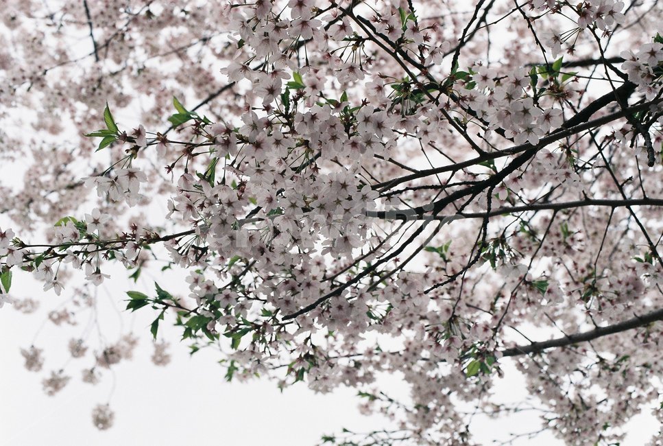 plant,식물,cherryblossom,벚꽃,blossom,flower,꽃,봄,봄날,봄이미지,배경,바탕,봄,계절,spring,season