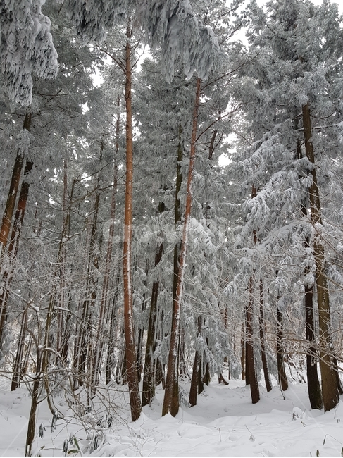 눈,산,한라산,겨울,숲,겨울,계절,winter,season