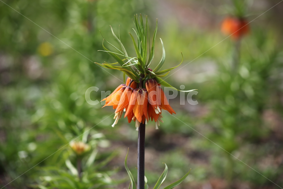 프리티라리아,백합과,꽃,봄,fritillaria,식물,자연,plants,nature,꽃,flower
