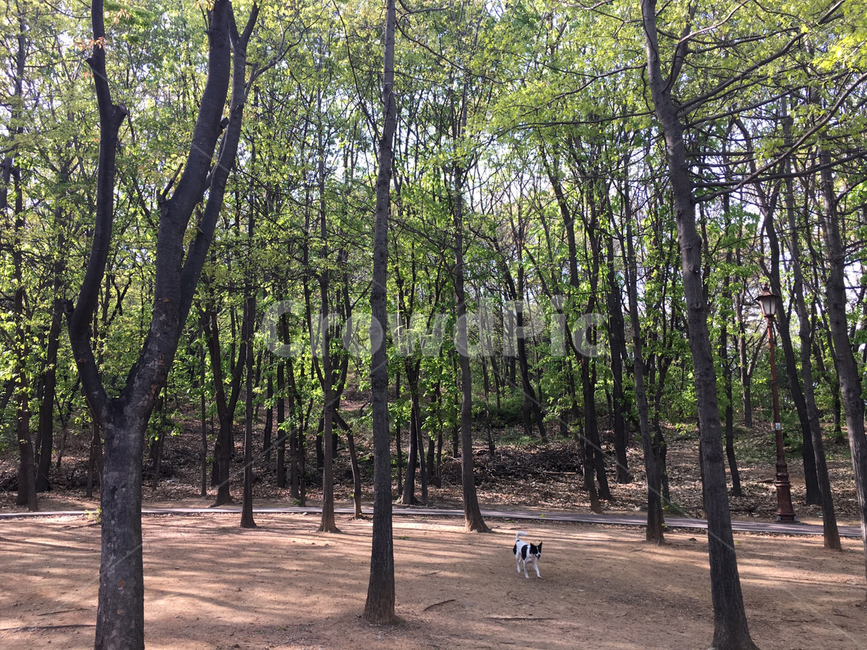 plant,식물,tree,나무,outdoors,옥외,woodland,삼림지,vegetation,초목,nature,forest,숲,ground,바닥,작은숲,공원,개,포유류,동물,animal,dog,pet,산책,햇빛,자연,풍경,애완동물,그림자