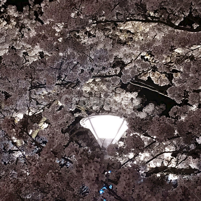 가로등,벚꽃,꽃놀이,빛,봄,나들이,spring,cherryblossoms,picnic,light,감성사진,봄,계절,spring,season,야경,밤,풍경,nightscape,night,landscape,식물,자연,plants,nature,꽃,flower,plant,blossom