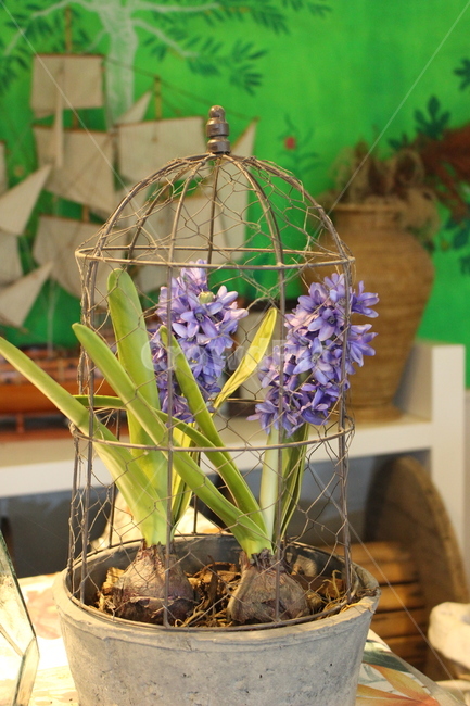 plant,식물,blossom,꽃,flower,장식물