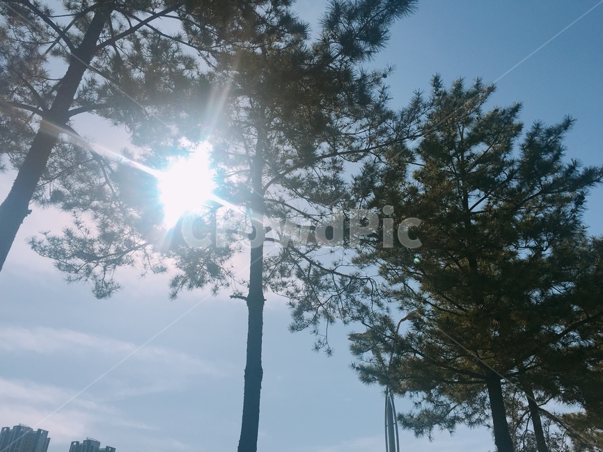 light,빛,flare,플레어,tree,나무,plant,식물,햇살,자연,식물,자연,plants,nature,나무,trees,wood