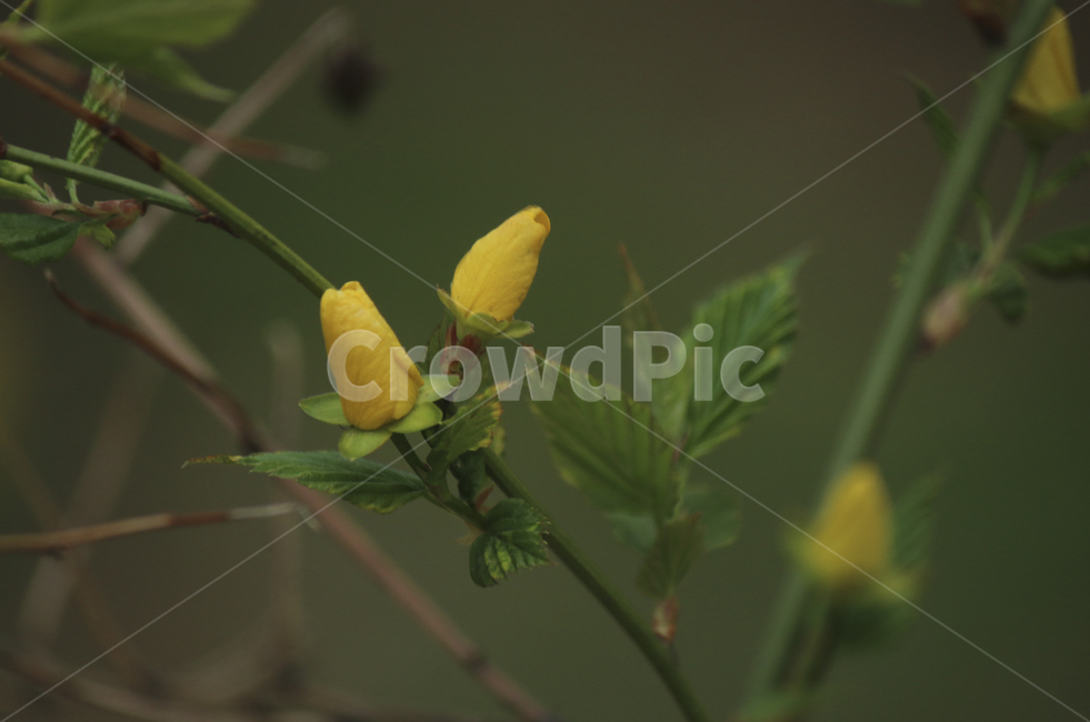 plant,식물,leaf,잎,spring,봄,yellow,노란,flower,blossom,꽃,yellowflower,노란꽃,꽃봉오리