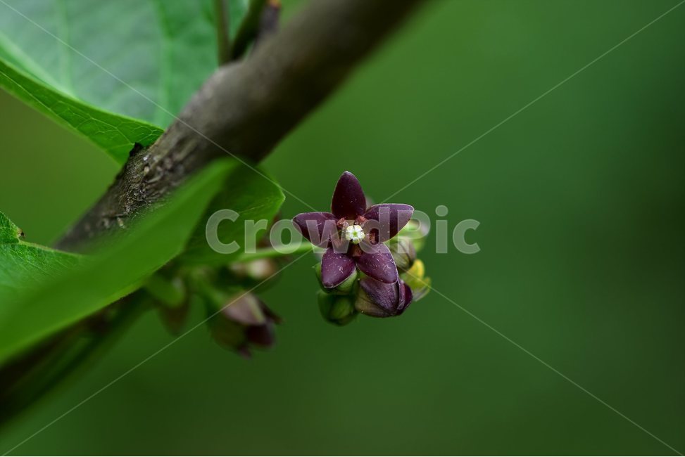 덩굴박주가리,야생화,꽃,식물,자연,생태,플라워,flower,plants,nature,식물,자연,plants,nature,꽃,flower