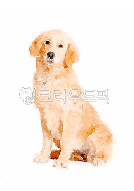 Art,goldenretriever,design,golden retriever picture,pet,golden retriever,art,hand drawing,golden retriever illustration,puppy poster,Pets,painting,puppy,animal,illustration,watercolorpainting,Watercolor,poster,pet dog,dog
