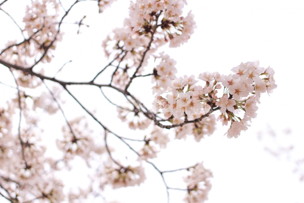 벚꽃,하늘,핑크,나무,봄,봄,계절,spring,season,식물,자연,plants,nature,꽃,flower,plant,blossom
