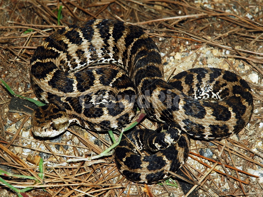 까치살모사,살모사,뱀,파충류,독사,칠점사,독,동물,animal,파충류,양서류,reptile,amphibian