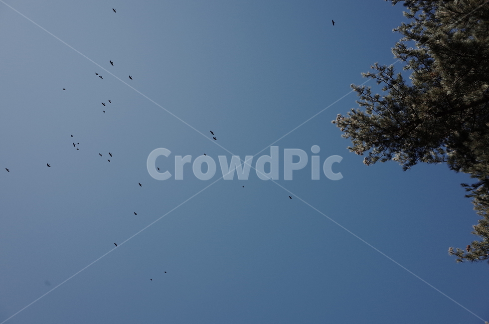 새,겨울,나무,하늘,winter,tree,sky,streetlamp,bird