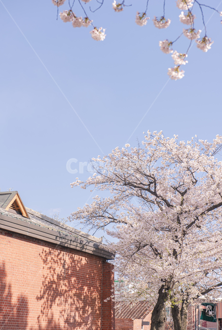 plant,식물,flower,꽃,blossom,벚꽃,벚꽃시즌,구름,하늘,핑크색꽃,핑크,pink,cherryblossom,봄날씨,봄,봄하늘,sky,cloud,식물,자연,plants,nature,꽃,flower
