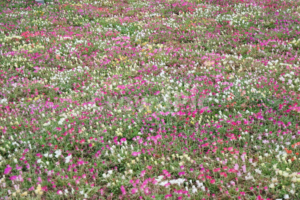 경주,들판,야생화,꽃,식물,꽃잎,flower,plant,blossom,petal,식물,자연,plants,nature