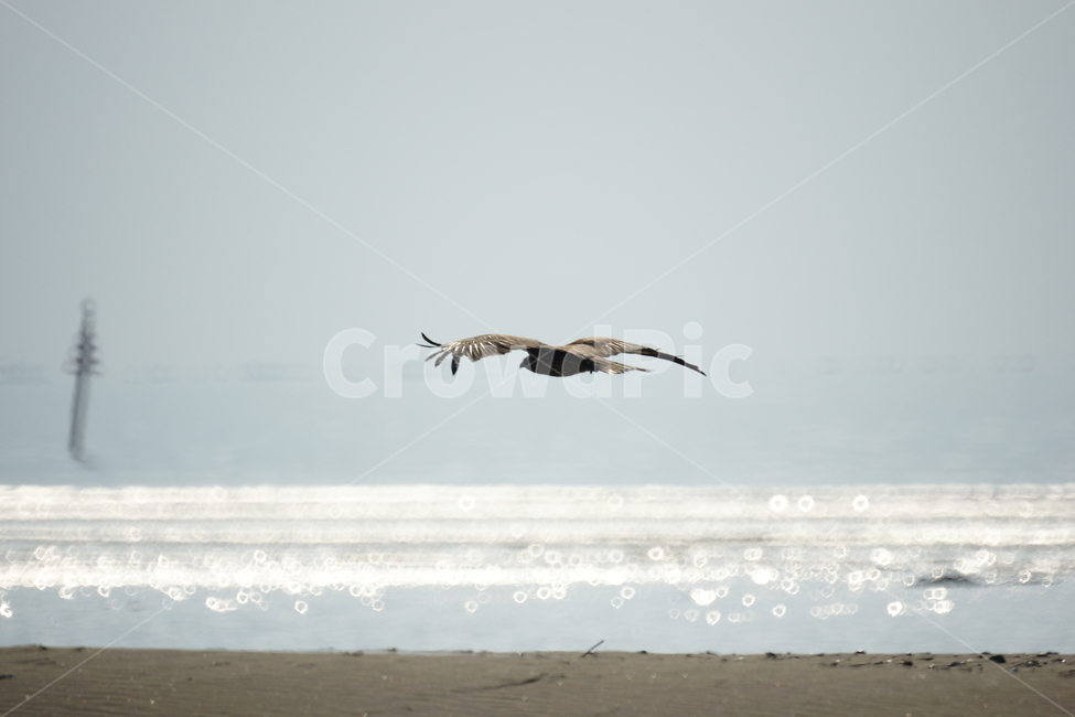 솔개,낙동강,강,새,비행,동물,animal,조류,새,birds