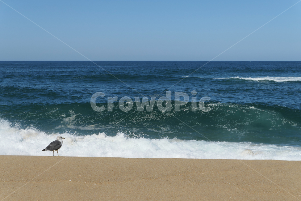 새,동물,animal,seagull,gull,바다,모래,하늘,sky,sea,sand,갈매기,혼자,alone,파도,wave,해변,바다,beach,sea,동물,animal,조류,새,birds