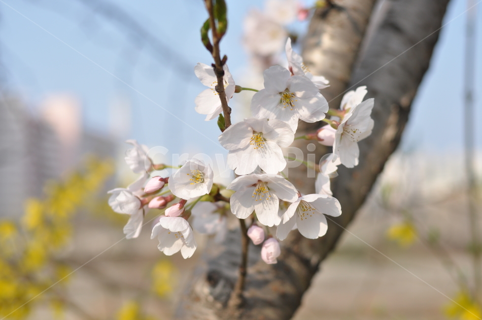 봄,풍경,꽃,봄풍경,나무,꽃나무,봄,계절,spring,season,식물,자연,plants,nature,꽃,flower,plant,blossom,cherry blossom,벚꽃