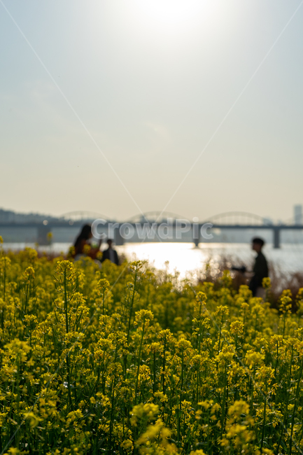 유채꽃,서래섬,공원,유채밭,꽃,노랑,역광,감성,봄,계절,spring,season,grassland,목초지,outdoors,옥외,field,들,nature,자연,meadow,farm,농장,rural,농촌