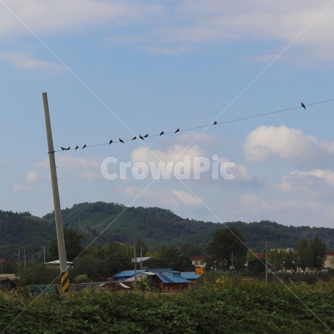 시골,시골풍경,새,전깃줄,전깃줄위에새,하늘,구름,풍경,시골,마을,풍경,landscape,country,rural,town,동물,animal,조류,새,birds