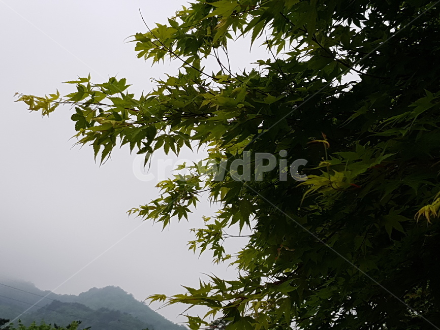 설악산,산,자연,풍경,나무,안개자욱,설악산정상,안개,설악산안개,숲,숲속안개