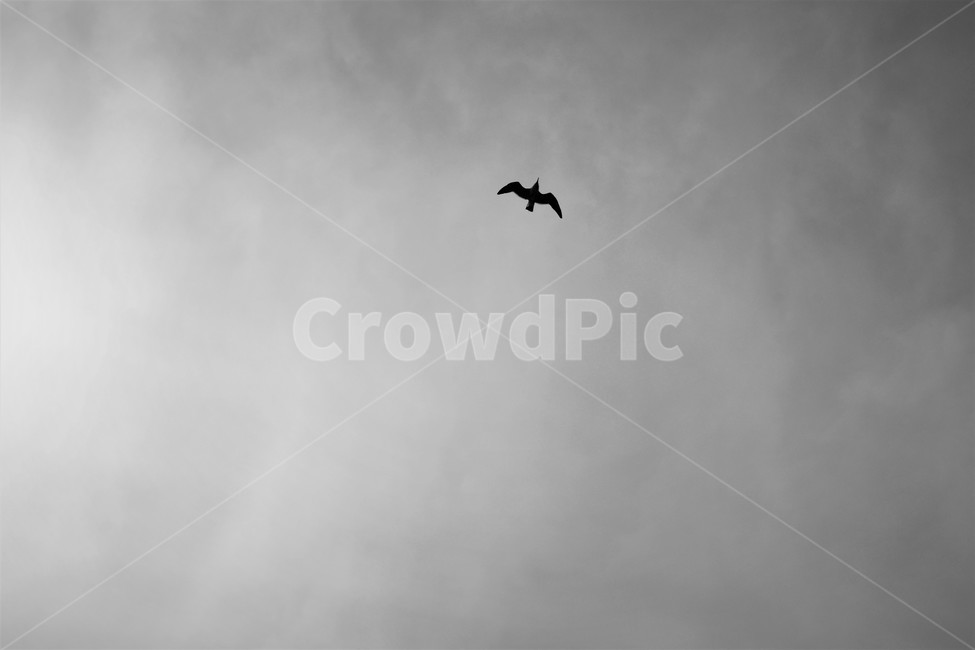 갈매기,새,하늘,흑백,비행,자유,나는새,동물,animal,조류,새,birds,실루엣,그림자,silhouette,shadow,흑백,모노톤,monochrome,black and white
