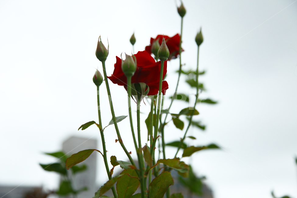 꽃,장미,빨강,빨간색,고독함,flower,rose,red