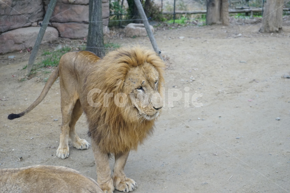 사자,동물원,사자부부,lion,zoo,동물,animal,포유류,mammal