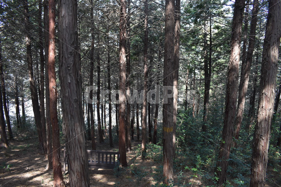 tree,나무,plant,식물,산림욕,숲,쉼터,벤치