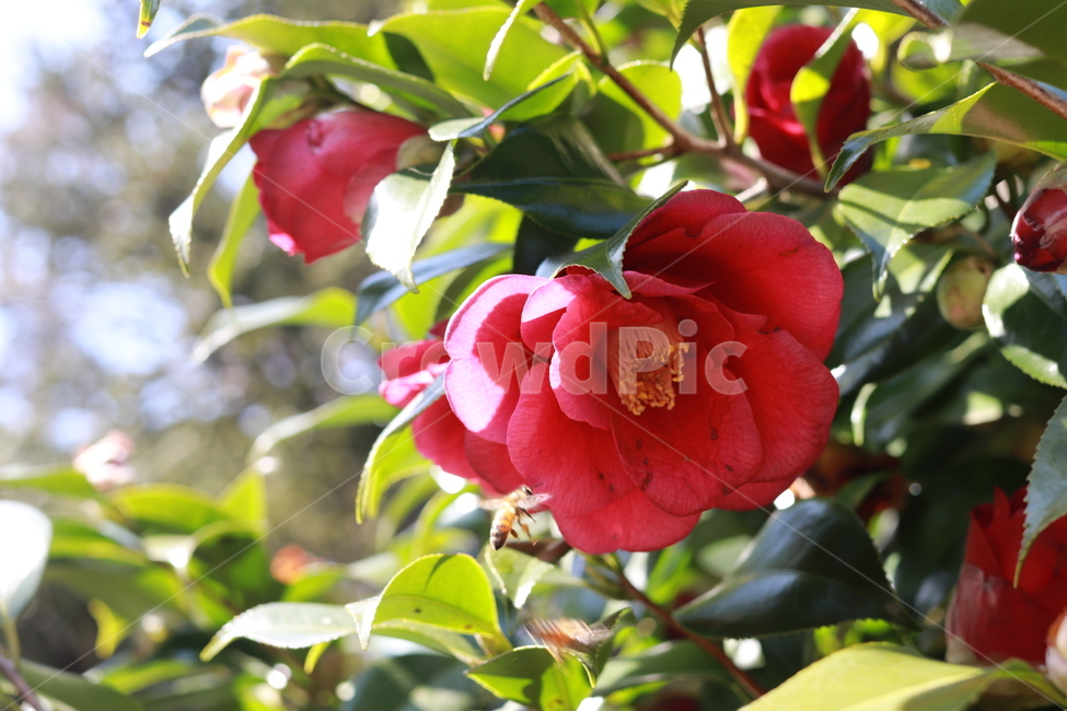 동백꽃,꽃,식물,화원,봄,겨울,정원,봄,계절,spring,season,식물,자연,plants,nature,꽃,flower,plant,blossom,rose,장미,geranium,제라늄,petal,꽃잎