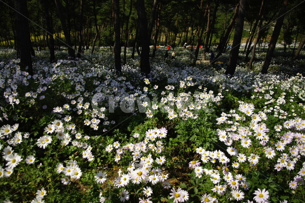 나무,숲,구절초,꽃,풍경,식물,flower,plant,blossom,daisy,데이지,daisies