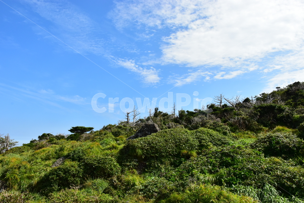 영실,한라산,제주,기암괴석,절경,자연,풍경,힐링,여름,계절,탐방,등산,season,nature,landscape,한국자연풍경,한국자연경관,korea,naturelandscape,제주도,jeju,jejuisland,자연,풍경,nature,landscape,한국자연풍경,한국자연경관,korea nature landscape,제주도,jeju,jeju island,vegetation,초목,plant,식물,bush,부시,outdoors,옥외