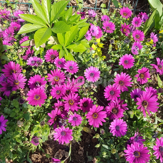 꽃밭,꽃,화단,봄,flower,자연,자주색꽃,분홍색꽃,식물,plants,nature,꽃송이,pinkflower,pink,꽃잎,풀,색깔,색감,color,예쁜꽃,꽃다발,봄산책,산책,감성,계절,season,조경,향기,봄,계절,spring,season,식물,자연,plants,nature,꽃,flower,plant,blossom