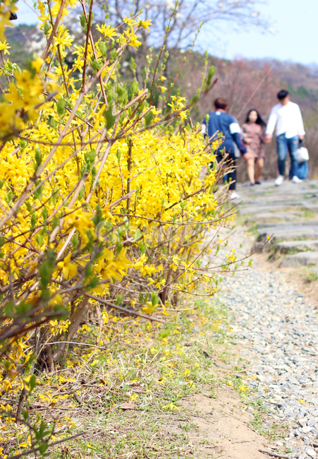 꽃놀이,개나리,꽃,봄,노랑,봄,계절,spring,season,사람들,대중,군중,other people,crowd