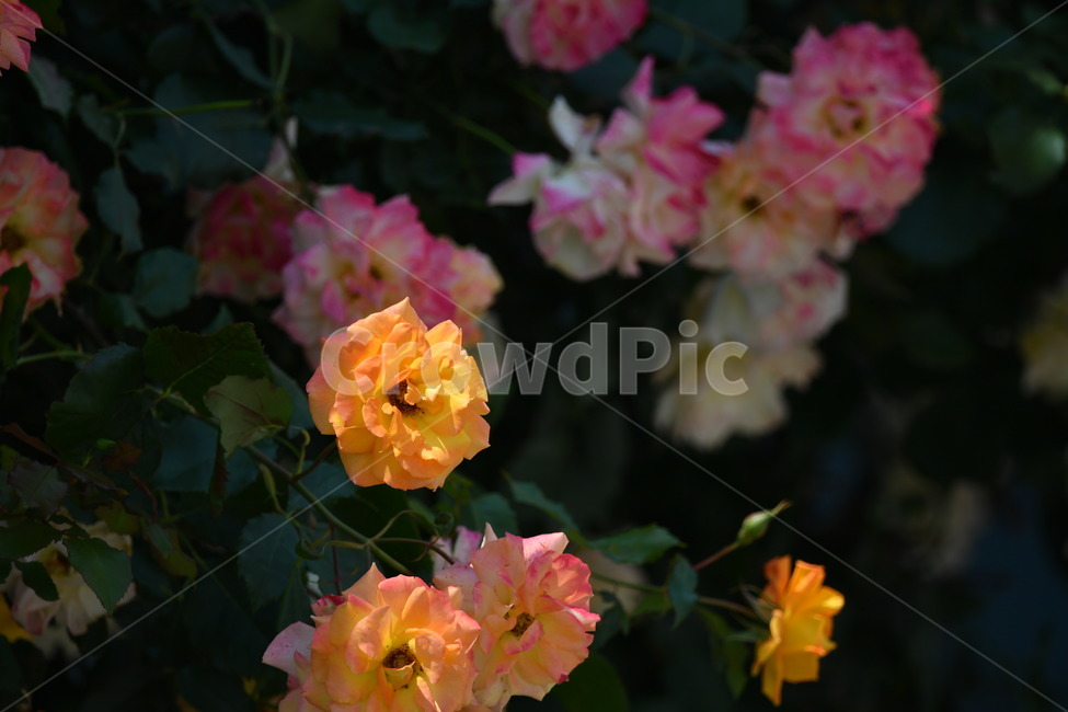 자연,꽃,가을,야생,아침,식물,자연,plants,nature,꽃,flower