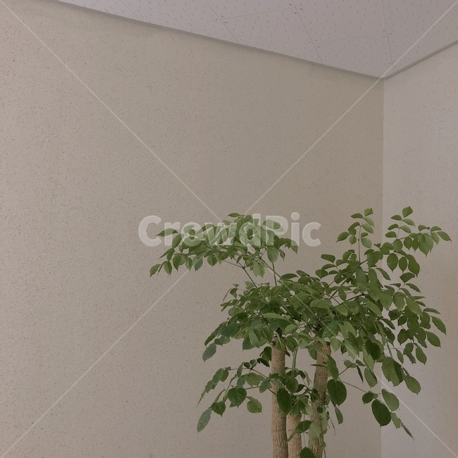 나무,tree,식물,초록색,풀,잎,잎사귀,식물,자연,plants,nature