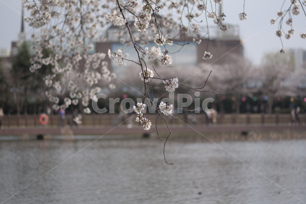 벚꽃,꽃,나무,식물,공원,봄,cherryblossom,plant,flower,식물,자연,plants,nature,꽃,flower
