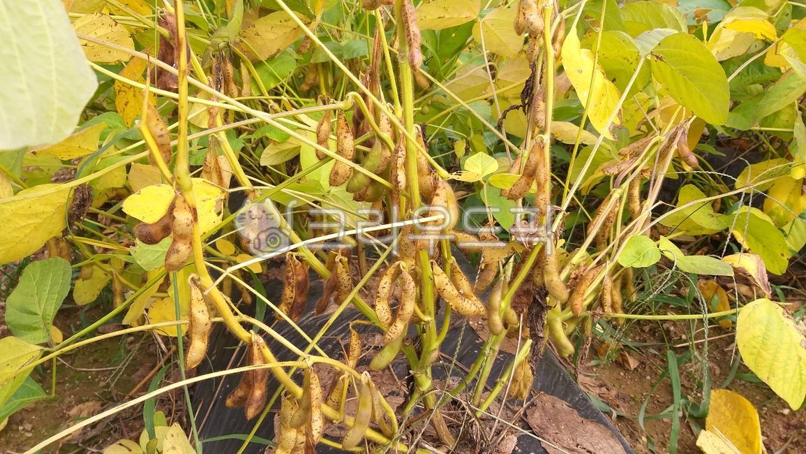 various phases,soybean flour,Bean sprouts,Meju,Seoritae,tofu,bean