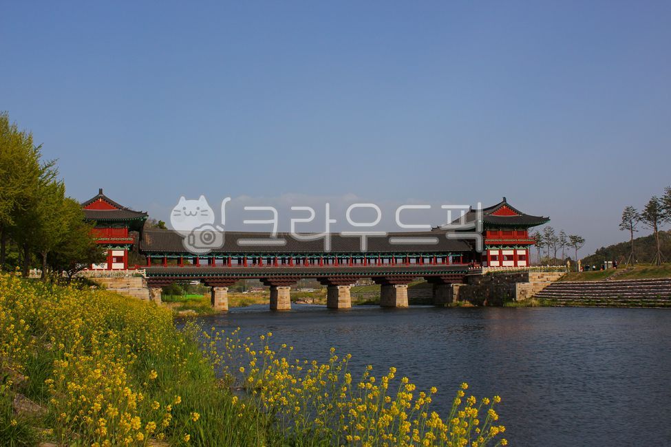 flowers,scenery,water,building,flower,rape,Woljeong Bridge,emotion,hanok,rape flowers,river,bridge,architecture