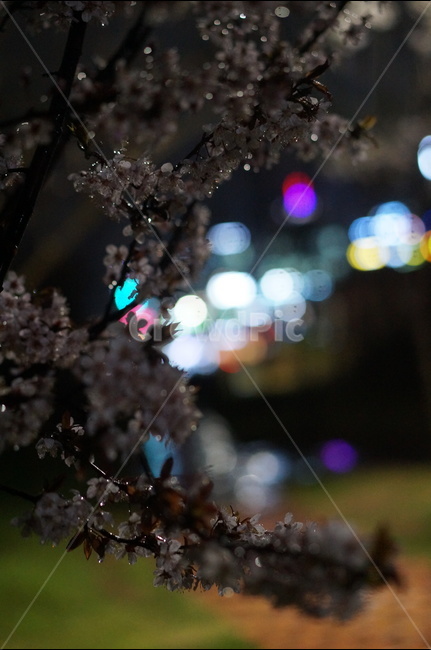매화,야경,빛,비,우중,보케,봄,풍경,봄,계절,spring,season,야경,밤,풍경,nightscape,night,landscape,식물,자연,plants,nature,꽃,flower,plant