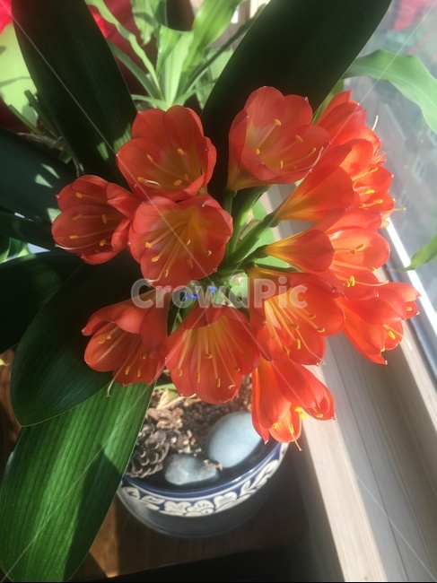식물,꽃,flower,나무,집안,개화