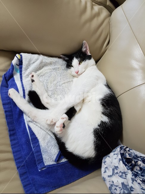 고양이,흰색,핑크색코,검은색꼬리,검정색,동물,animal,포유류,mammal,고양이,cat,kitten,kitty