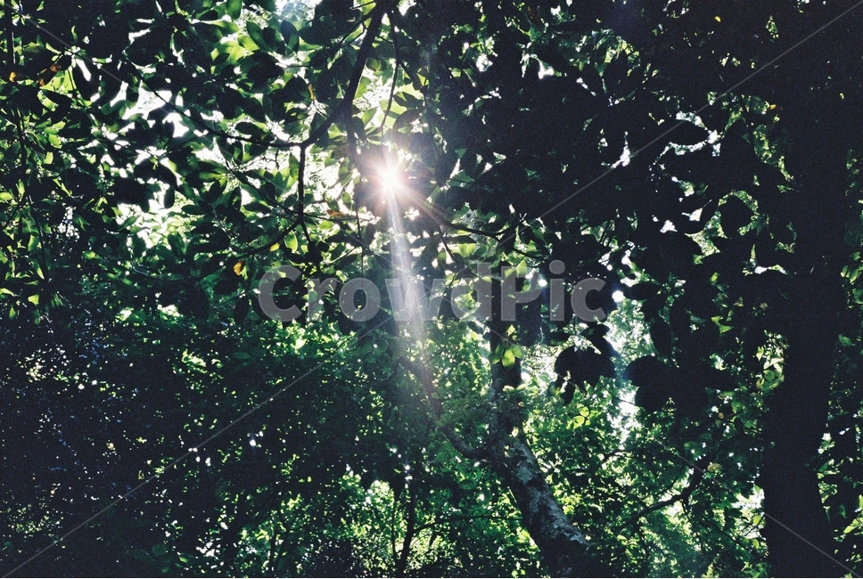 나무,숲,햇빛,초록,나뭇잎,숲속,여름,싱그러운,그림자,풍경,tree,forest,sunny,green,leaf,summer,fresh,flash,brilliant,filmphotography,감성,자연,nature,landscape,휴식,힐링,rest,relaxation,healing,식물,자연,plants,nature,휴식,힐링,rest,relaxation,healing