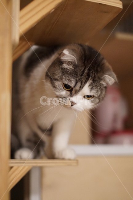 Pets,curiosity,scotishfold,cat,Scottish Fold,cuteness,pet,observe