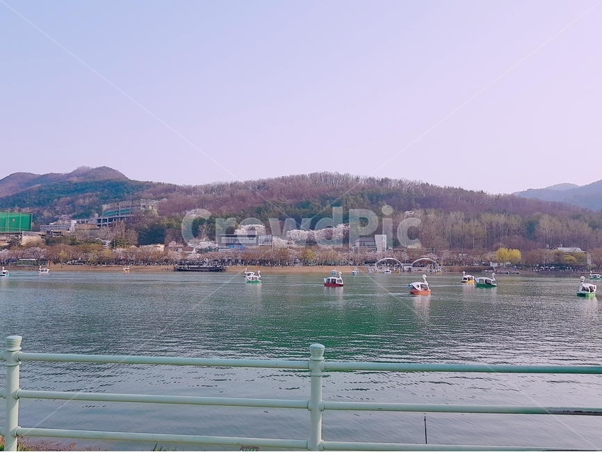 수성못,오리배,풍경,봄,나들이,봄,계절,spring,season,자연,풍경,nature,landscape,한국자연풍경,한국자연경관,korea nature landscape,water,물,waterfront,워터 프론트